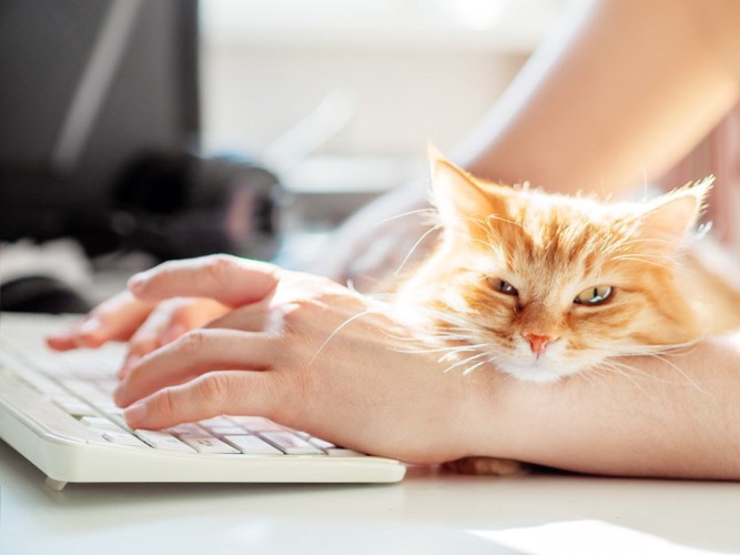パソコンで作業中の手に腕枕の猫