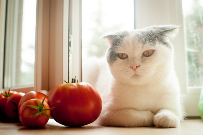 トマトの前に座る猫