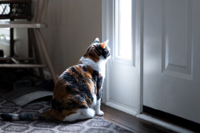 玄関の前で座る猫