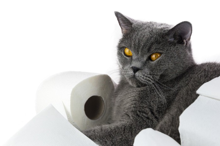 トイレットペーパーの上でくつろぐグレーの猫