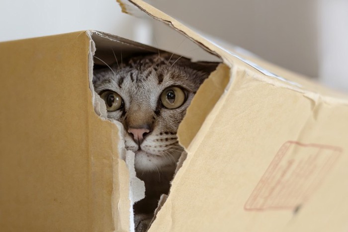 破れた箱の中にいる猫