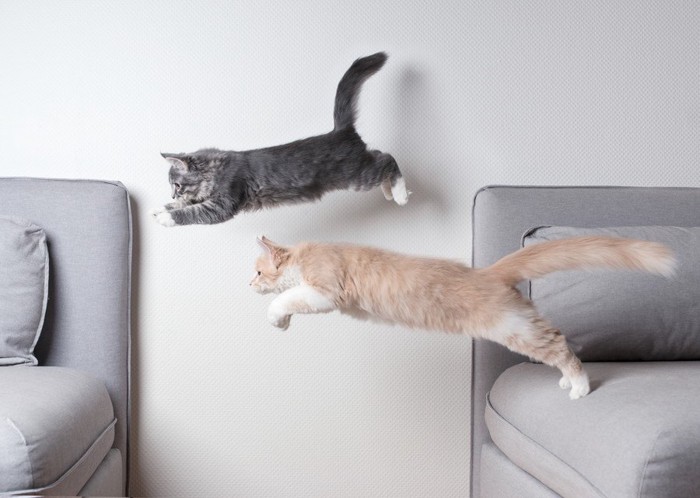 ジャンプで飛び移る2匹の猫