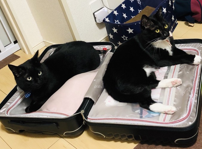 スーツケースの上に猫が乗ってる写真