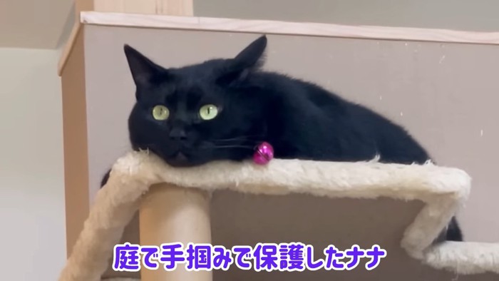キャットタワーで寝そべる黒猫