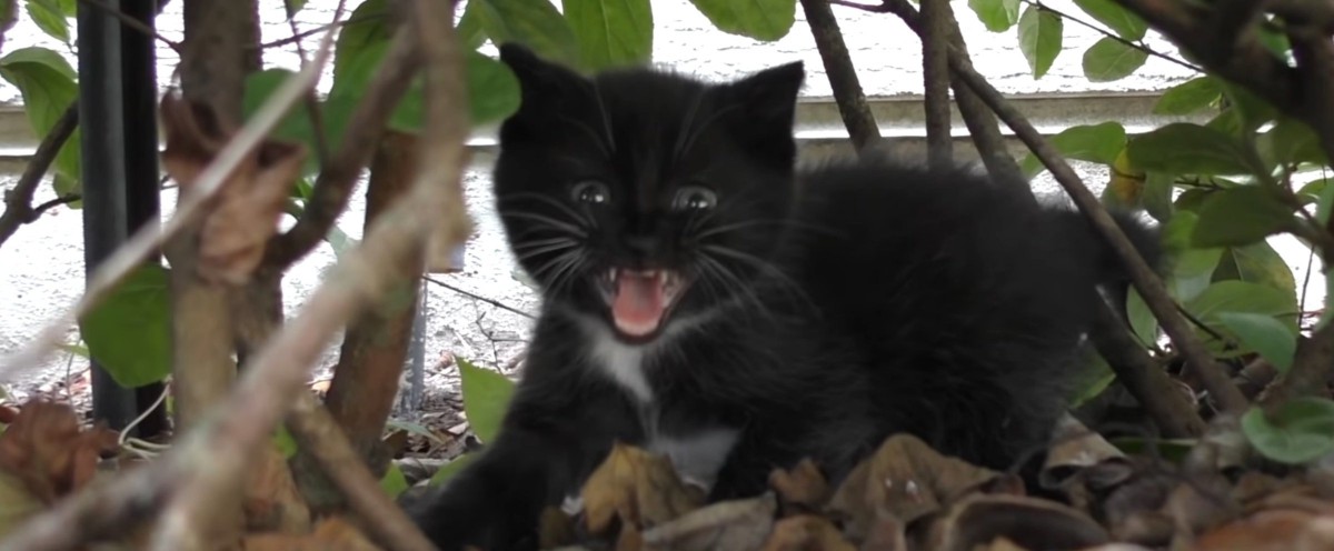 威嚇する黒い子猫