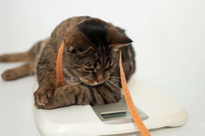 体重を気にする猫