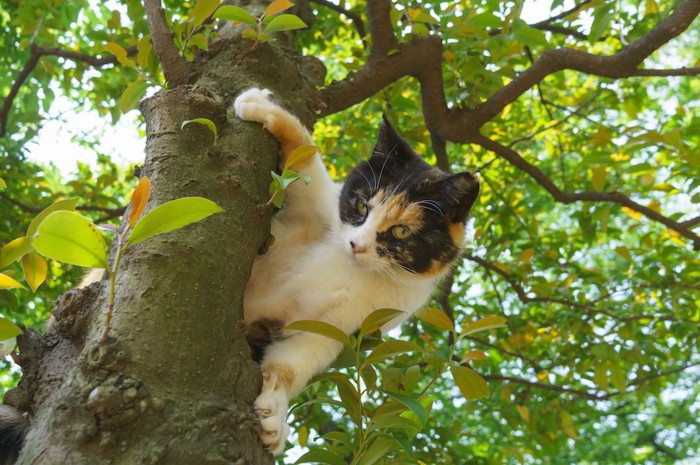 木登り中の身体能力の高い猫