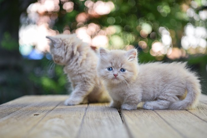ベンチの上を歩く二匹のマンチカンの子猫