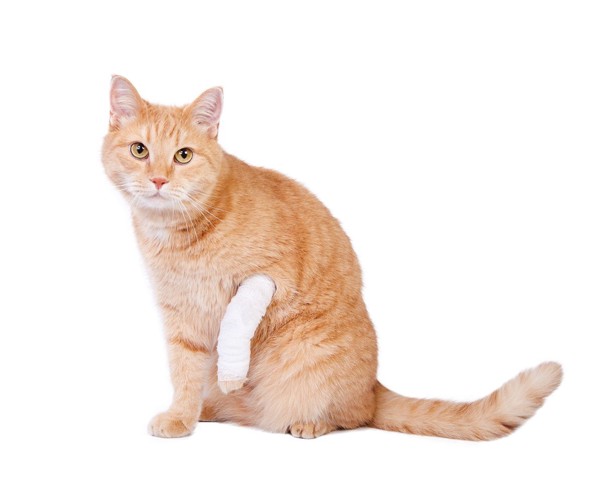 前足に包帯を巻いている猫