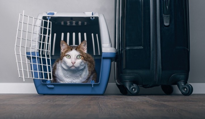 スーツケースとキャリーに入った猫