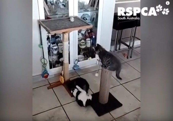 キャットタワーで遊ぶ3匹の猫
