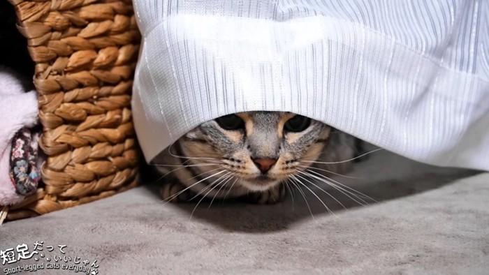 カーテンから顔を見せる猫