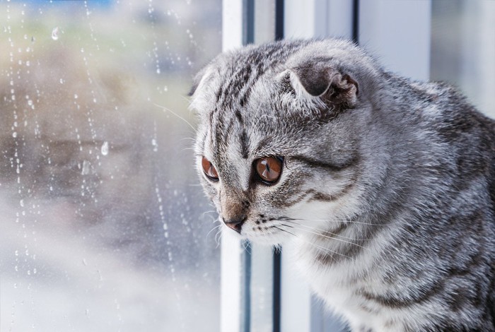 雨のあたる窓を眺めている猫