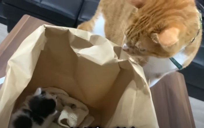 紙袋捨て猫5