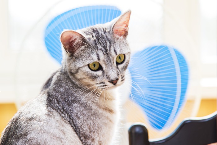 扇風機の前にいる猫