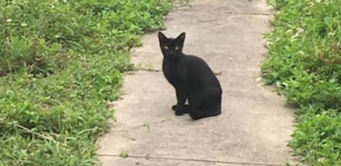 屋外に座る黒猫