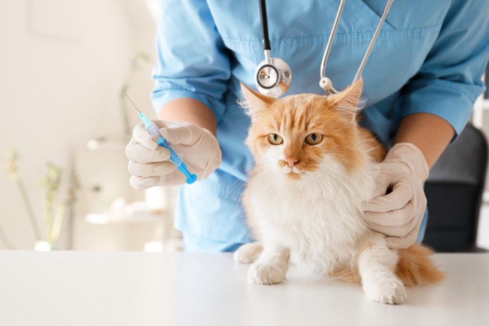 注射器を持つ獣医師と猫