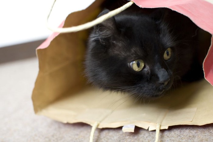 紙袋の中にいる黒猫