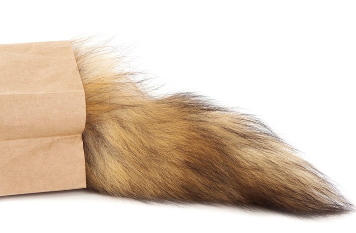紙袋から出ている猫のしっぽ