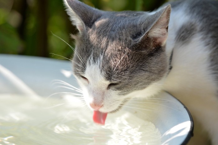 水をのむ猫