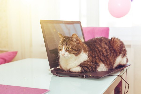 パソコンの上に座る猫