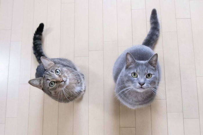 上を見上げる2匹の猫