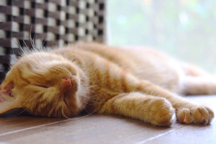 フローリングの上で眠る鼻の赤い茶トラ猫