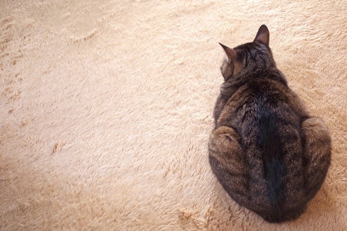 絨毯の上の猫の後ろ姿