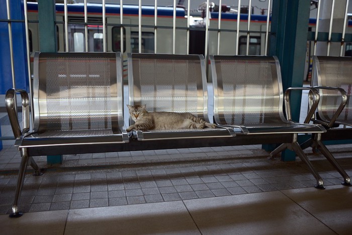 駅のベンチで寝る猫