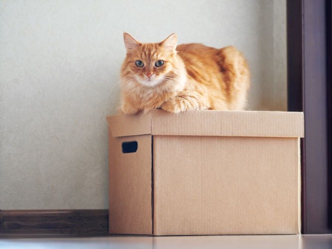 箱の上に乗る猫