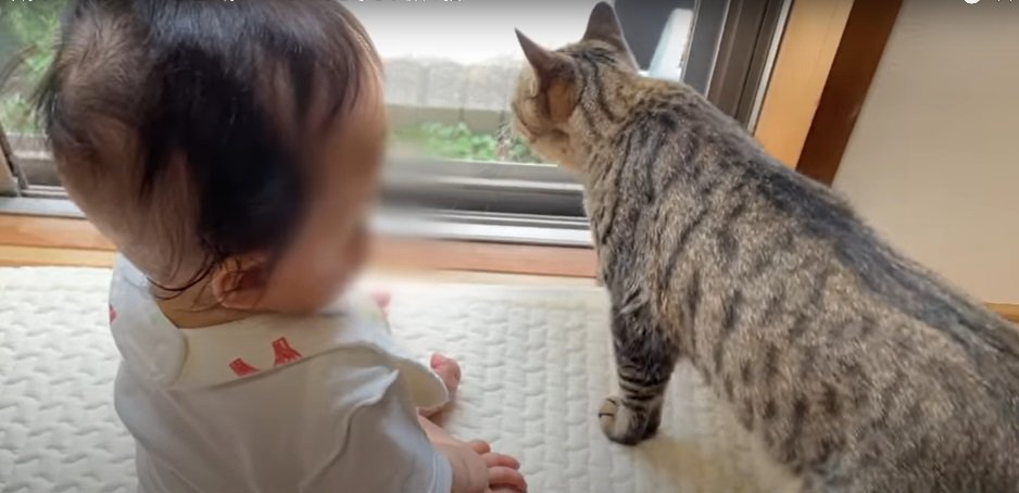 乳児の目の前を横切る猫
