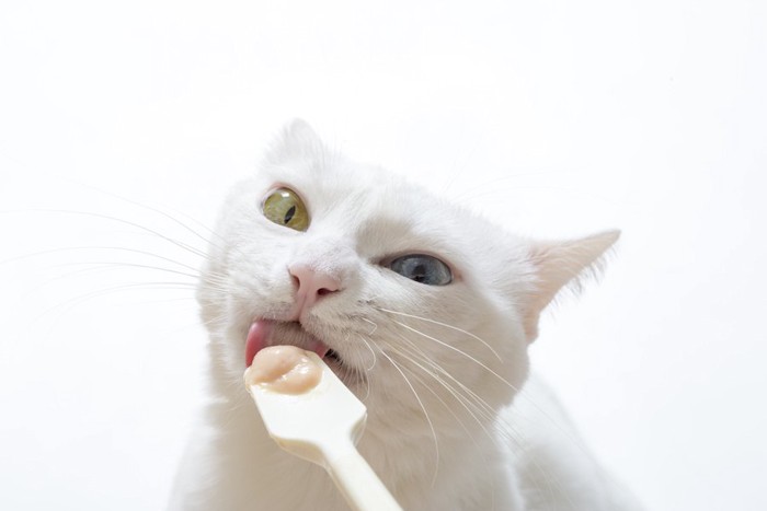 スプーンで液体状のおやつを食べる猫