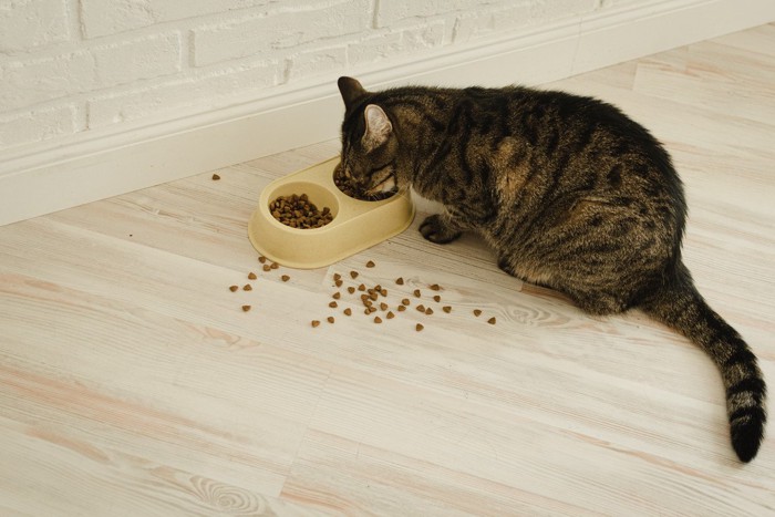 床にえさを落として食べる猫