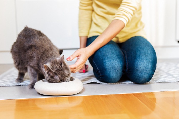 ご飯を食べる猫と横にいる女性