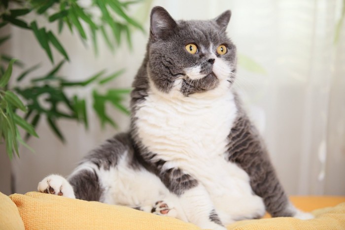 座る肥満猫