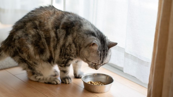 ご飯の前にたたずむ猫