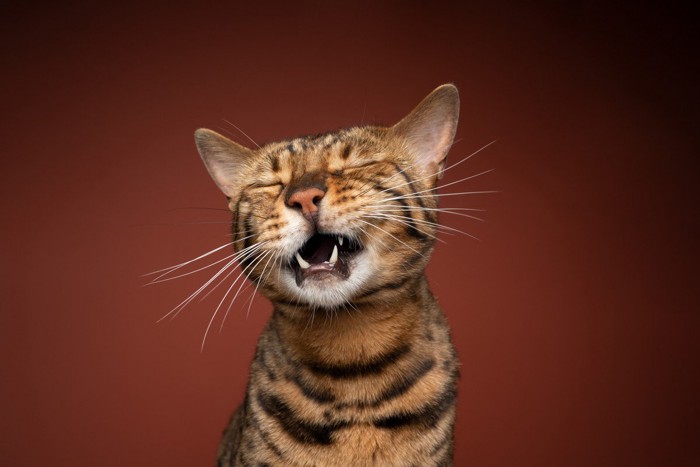 口をあけるベンガル猫