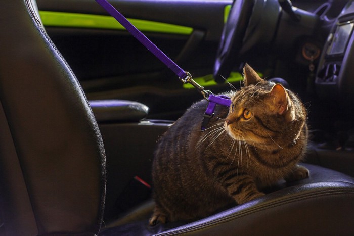 リードをつけて車の座席に座る猫