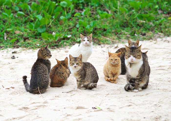 浜辺に集合する猫たち