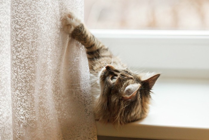 寝転んでカーテンに爪を立てる猫