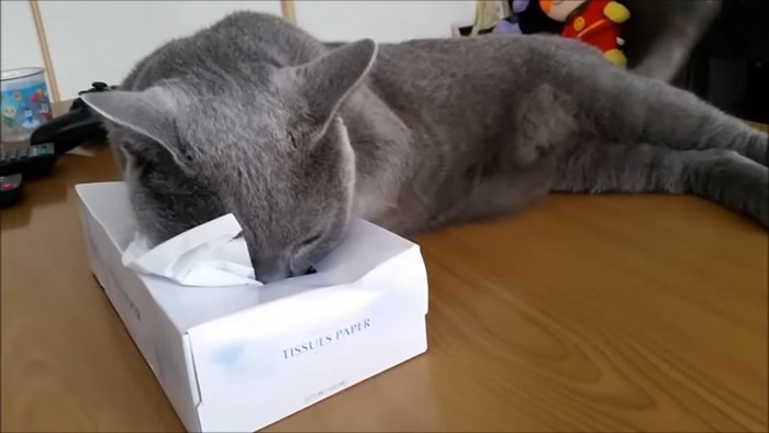 箱の中に鼻先を入れる猫