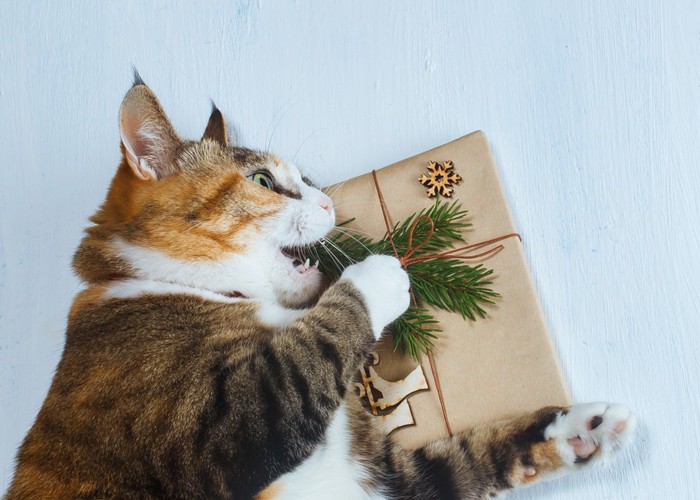 プレゼントを開ける猫