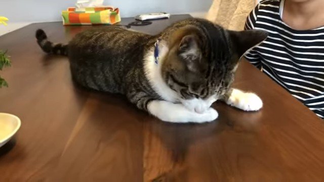 前足を舐める猫
