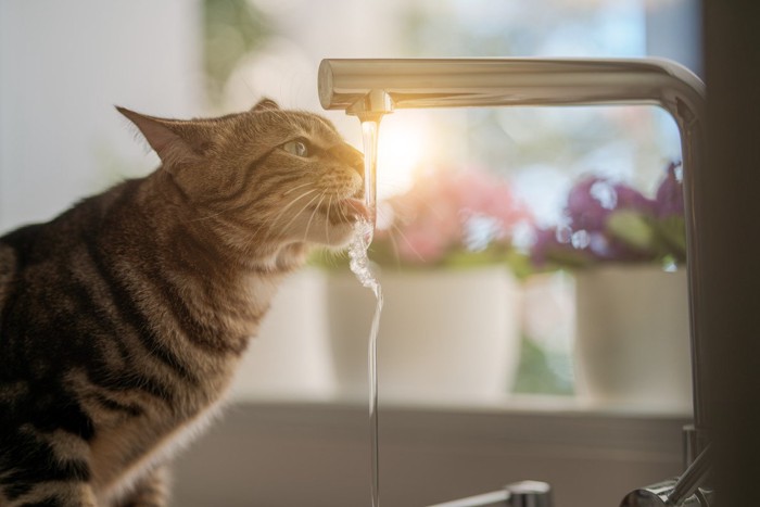 水道の蛇口から水を飲む猫