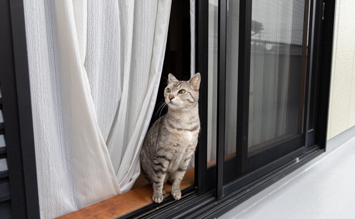窓を開けて外を眺める猫