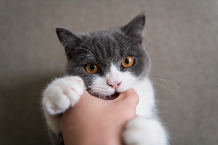 指を吸う猫