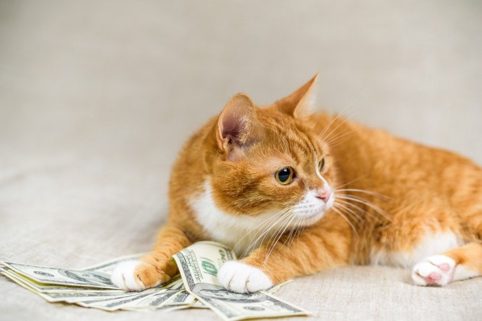 お金を集める猫