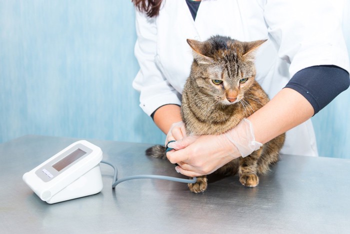 血圧測定される猫
