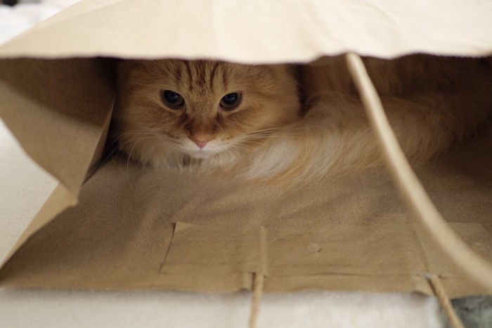 紙袋の中にいる猫