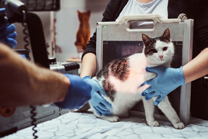 X線検査を受ける猫